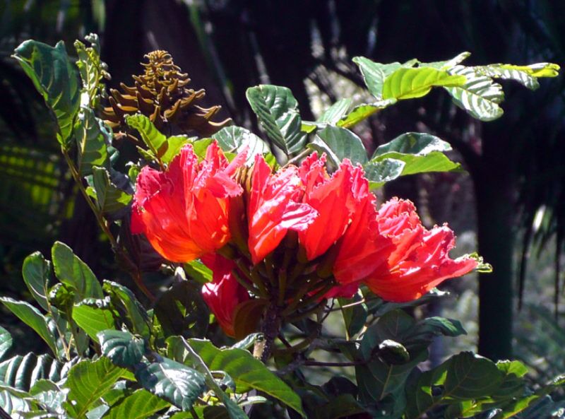 Wunderschöne Blüten des afrikanischen Tulpenbaumes auf Hawaii