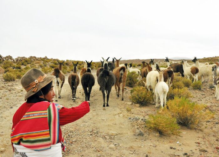 Die Andenbewohner in Bolivien halten überwiegend Alpakas als Nutztiere