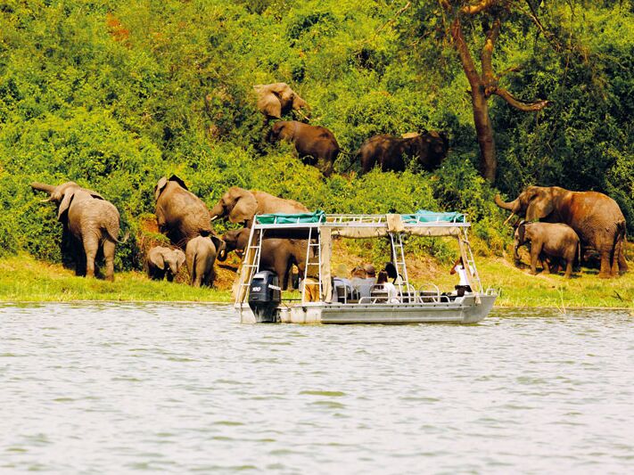 Elefantenbeobachtung bei der geführten Bootstour im Queen Elizabeth NP