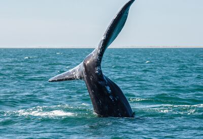 Fluke eines Buckelwals im Meer