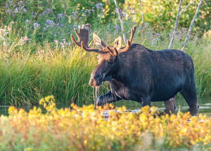 Auf der Naturreise durch Westkanada beobachten wir zahlreiche Elche