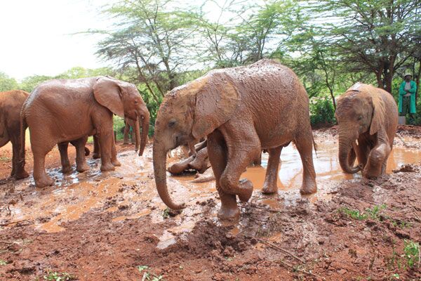 In Nairobi gibt es das Elefantenwaisenhaus zum Schutz der Elefantenjungen