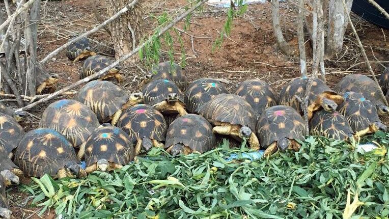 Die beschlagnahmten Schildkröten auf Madagaskar müssen erst aufgepäppelt werden.
