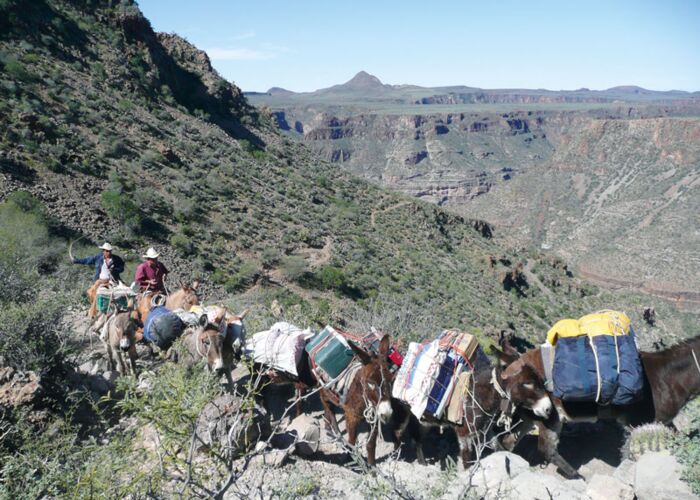 Mulis transportieren die Ausrüstung und das Gepäck durch den Canyon in der Sierra San Francisco