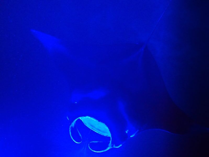 Unzählige Mantarochen umschwärmen uns auf Hawaii