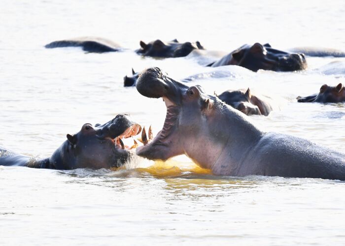 In Norduganda gibt es zahlreiche Tierbeobachtungsmöglichkeiten und Safaritouren