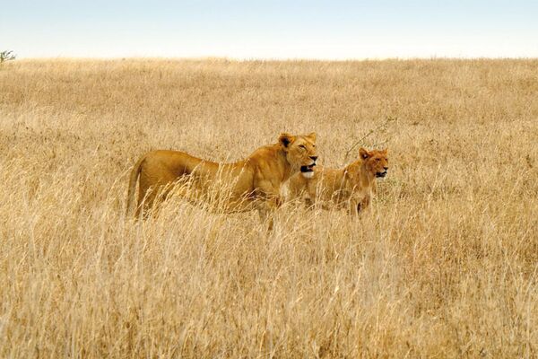 Bei der Pirschfahrt durch die Serengeti beobachten wir Löwen hautnah