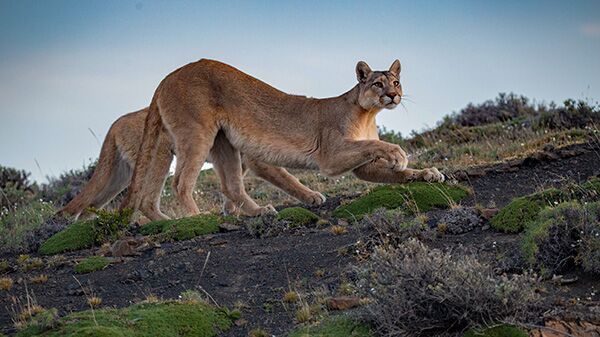 Der Puma ist im Torres del Paine Nationalpark in Patagonien beheimatet und zeigt sich mit etwas Glück bei einer unserer Wanderungen durch den Park.