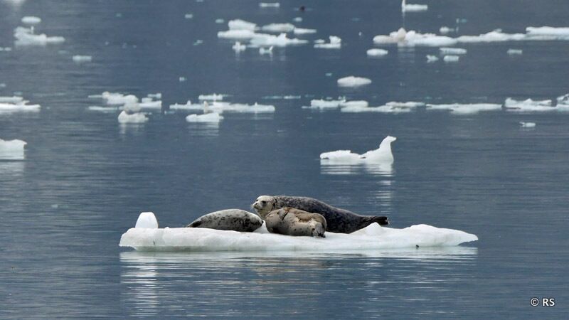 Im Glacier Bay Nationalpark können wir bei unserem Tagesausflug per Boot viele verschiedene Tiere beobachten.