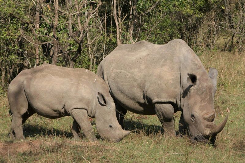 Beim Nashorn Tracking in Uganda kann man Ziwa Rhino Nashörner beobachten