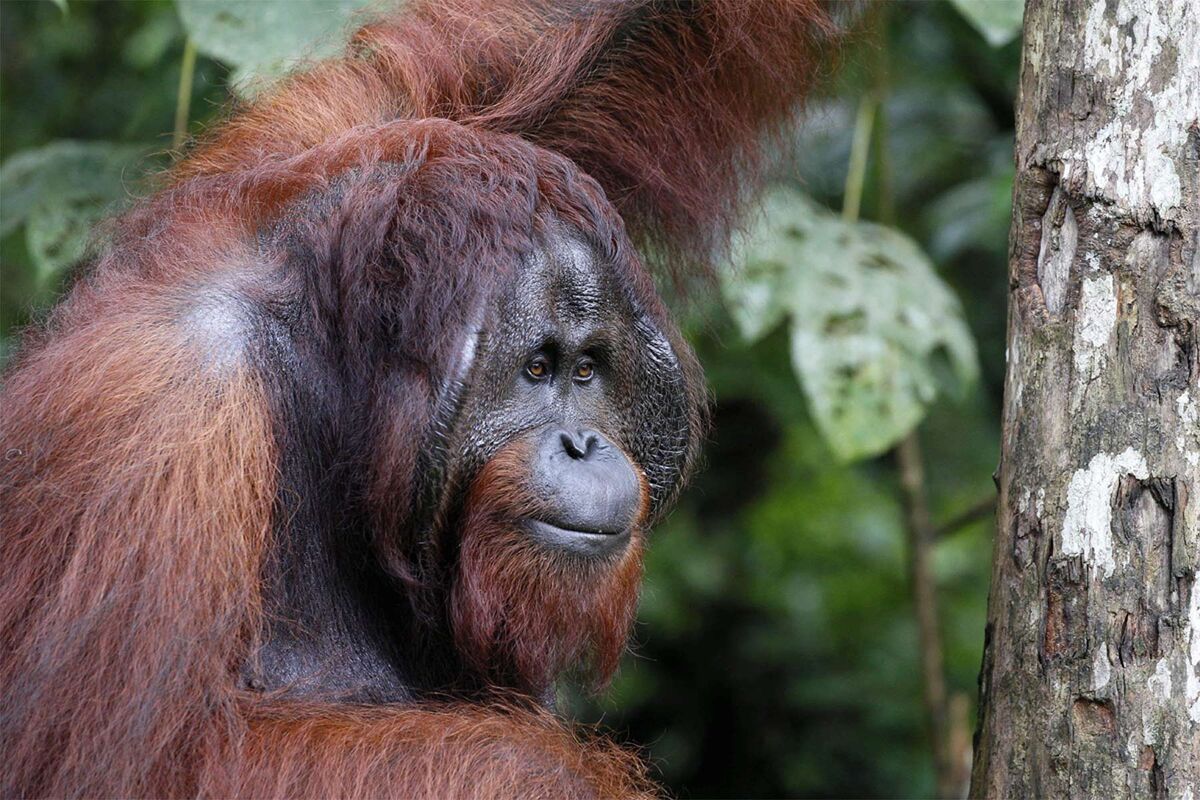 Wigwam Fotowettbewerb - Orang-Utan von M.HERZOG