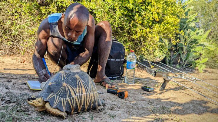 Die Strahlenschildkröte auf Madagaskar ist eine der am stärksten bedrohte Art.