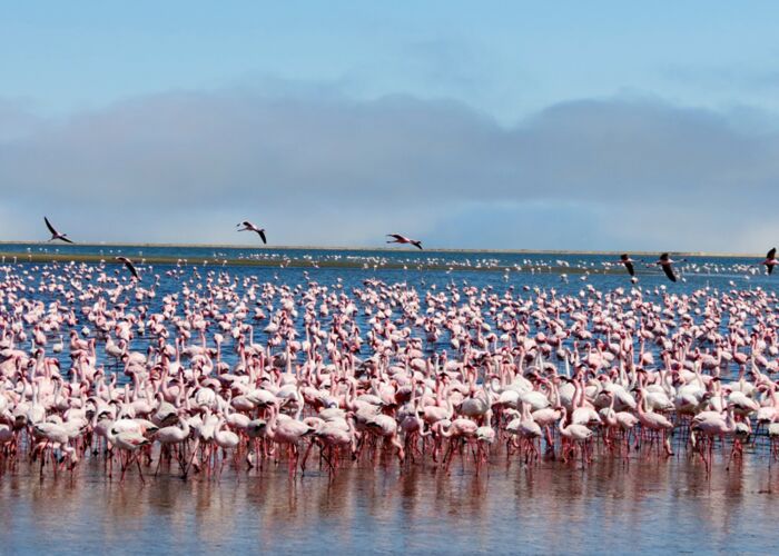 Ein besonderes Naturschauspiel sind die vielen Flamingos an der Walvis Bay