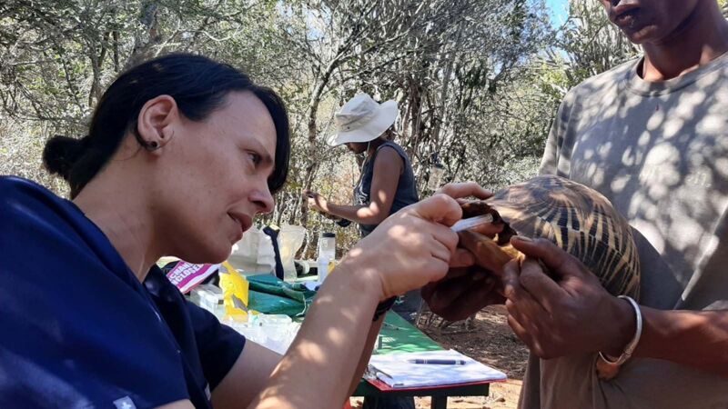 Die medizinische Untersuchung der Strahlenschildkröten in Madagaskar wird von der TSA organisiert.