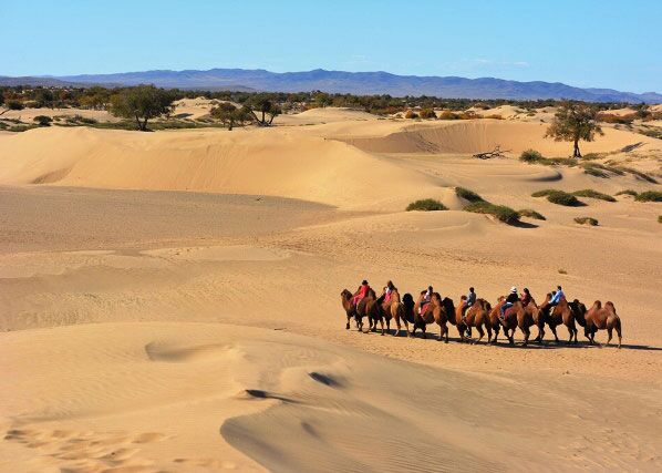 Wir entdecken eine Kamelherde mitsamt Ihren Reitern zwischen den Sanddünen der Wüste in der Mongolei.