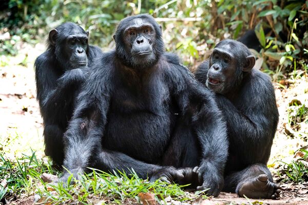 Eine Schimpansenbeobachtung gehört zu den Highlights einer Uganda Reise