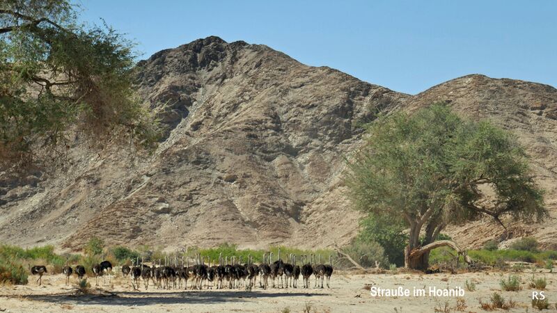 Tierbeobachtung einer großen Straußenherde im Hoanib in Namibia