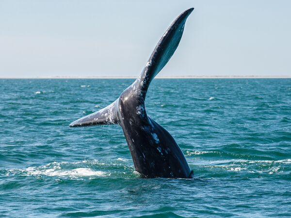 Fluke eines Buckelwals im Meer