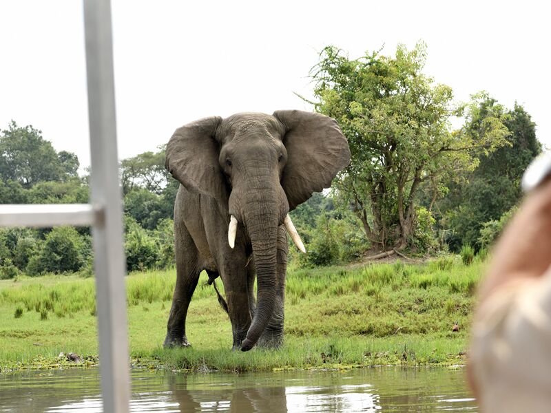 Elefantenbeobachtung im Queen Elizabeth NP und im Murchison Falls NP