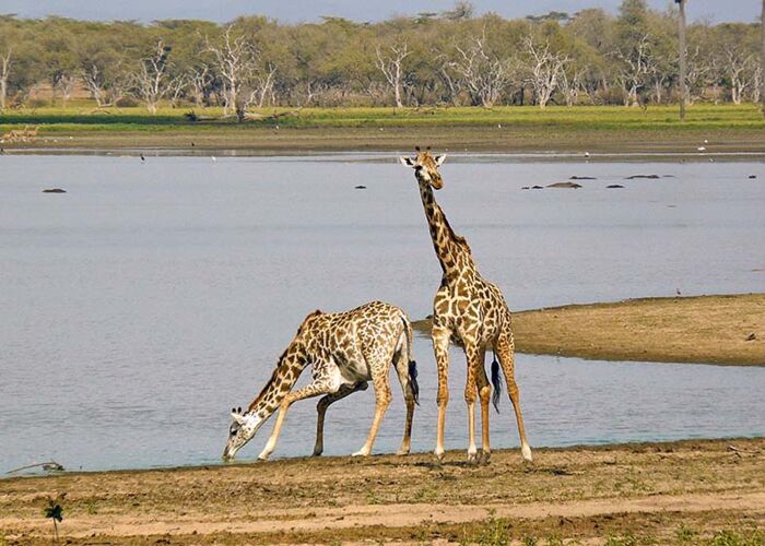 Trinkende Giraffen sind besonders gefährdet