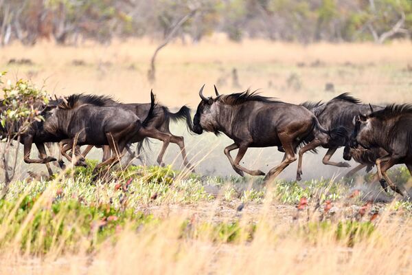 Großaufnahme der galoppierenden Gnu-Herde während der Migration in den Liuwa Plains in Sambia