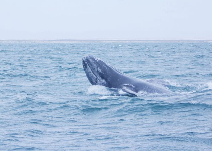 Ein Highlight der Reisen im Frühjahr, die Beobachtung der Grauwale im Meer vor der Küste Mexikos