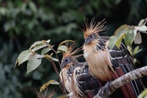 Auf der Ecuador und Kolumbienreise können wir den Hoatzin Vogel beobachten