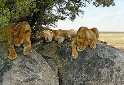 Nachhaltig reisen in Tanzania