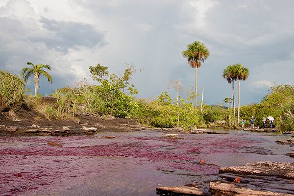 Pink schimmernde Pflanzen im Wasser geben dem Fluss eine besondere Färbung