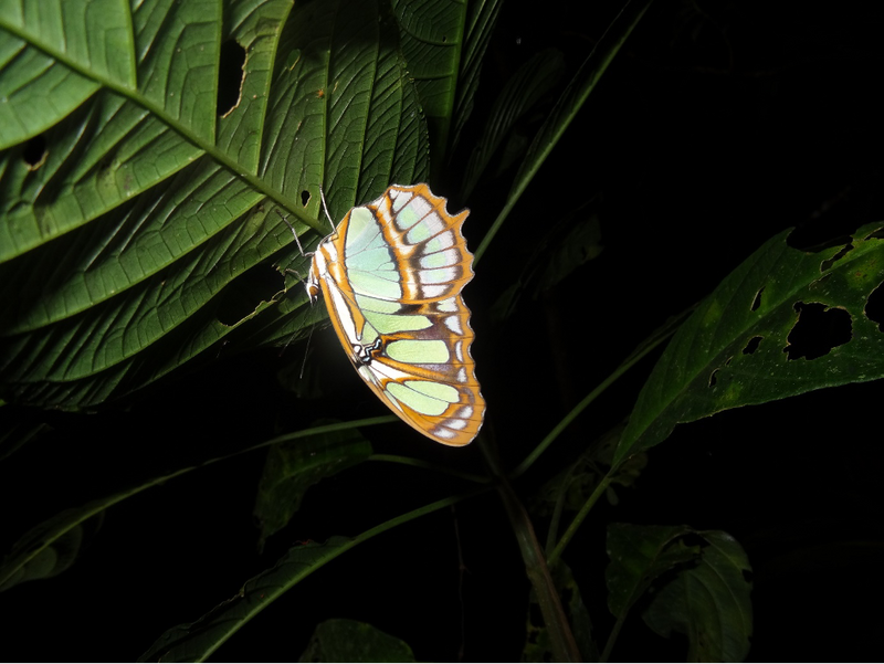 Die spannende Nachtwanderung im Amazonas liessen wir uns auf unserer Ecuador Reise nicht entgehen.