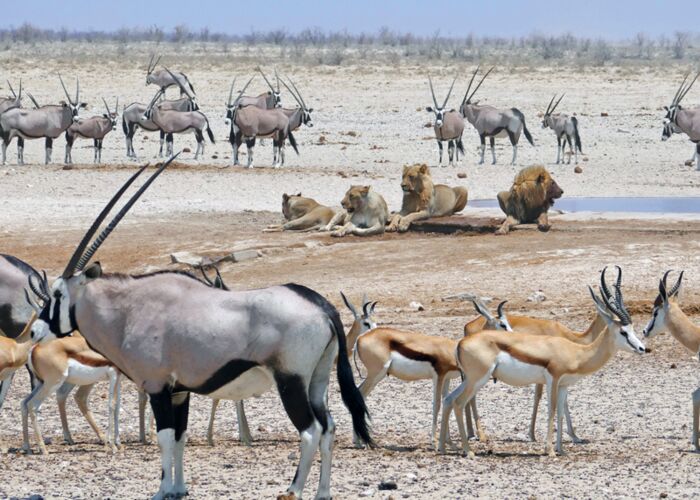 Im Etosha Nationalpark kann man große Ansammlungen von Wildtieren entdecken