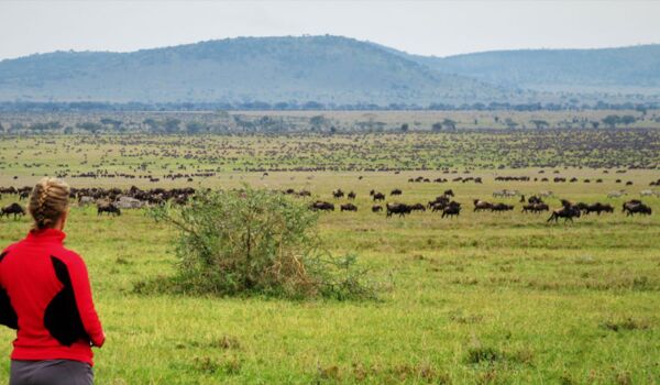 Zu den Top-Sehenswürdigkeiten in Tanzania gehört die Great Migration