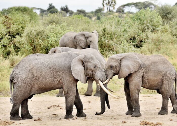 Auf geführter Elefantenpirsch im Tarangire Nationalpark