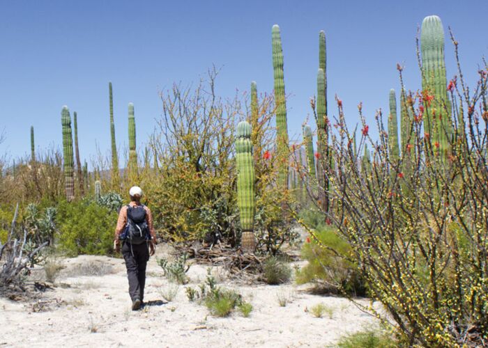 Im Frühling blühen die Kakteen im Valle Montevideo und wir bestaunen die Pracht bei einer Wanderung