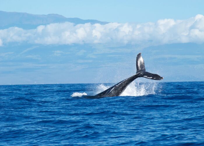 Wale und Delphine beobachten auf Hawaii - die besten Orte in Hawaii