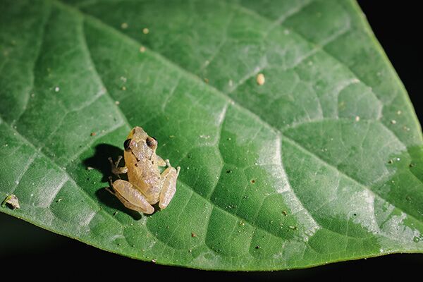 Ein kleiner Frosch auf grünem Blatt