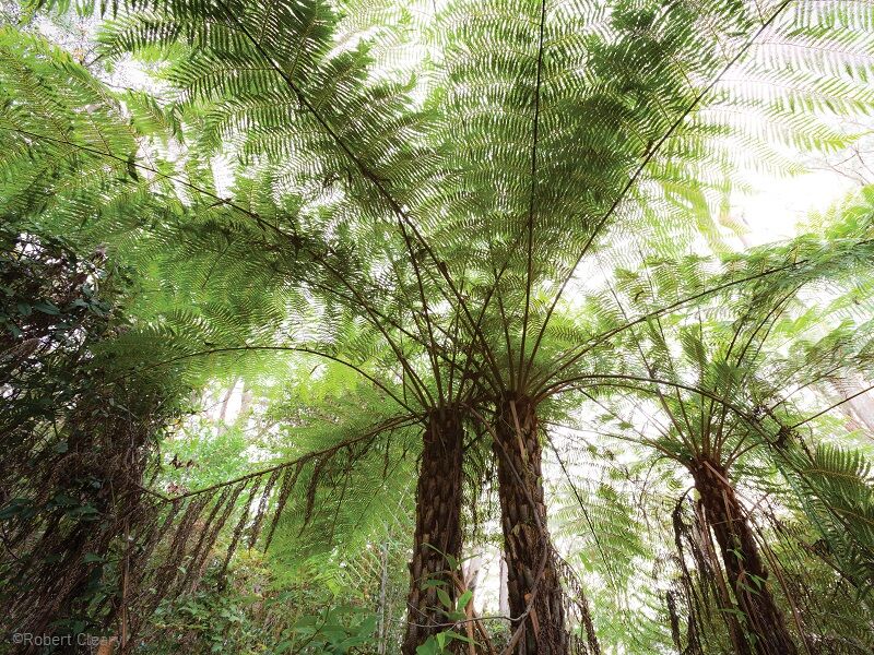Die subtropischen Regenwaldgebiete in Australien werden von der AGA und dem FNPW geschützt.