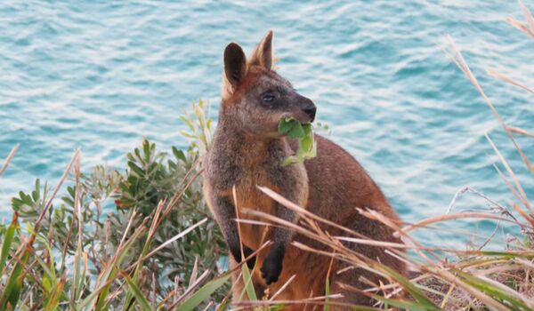 Auf jeder Australienreise sichtet man Kängurus