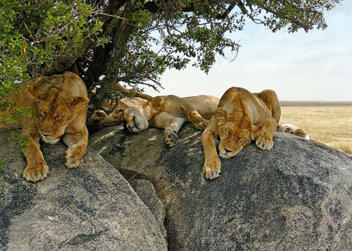 Löwen erholen sich von der Jagd auf einem „Kopje“ in der Serengeti