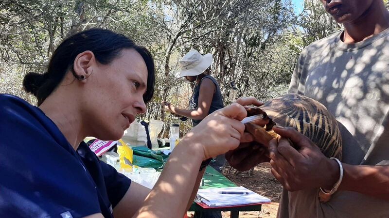 Die medizinische Untersuchung der Strahlenschildkröten in Madagaskar wird von der TSA organisiert.