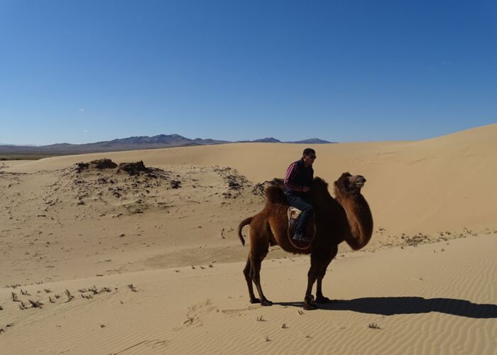 Während unserer Mehrtages-Wanderung in der Mongolei begegnen wir einem Kamel mit seinem Reiter.