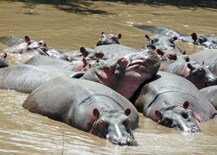 Flusspferde gehören zu den gefährlichsten Tieren in Afrika