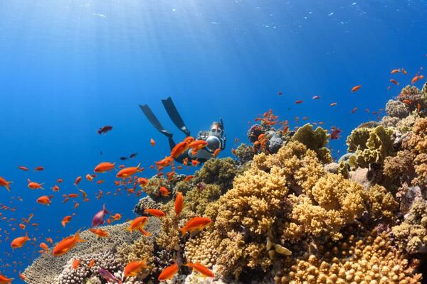 Auf unserer Reise durch Australien schnorcheln wir am bekannten Ningalooo Reef.