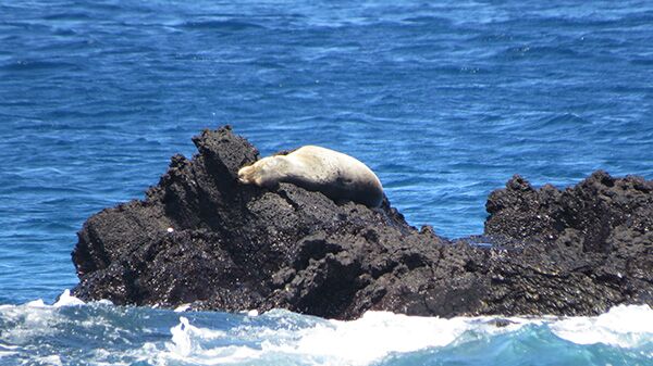 Immer wieder entdecken wir einen Seelöwen während unserer Ausflüge auf den Galapagos Inseln.