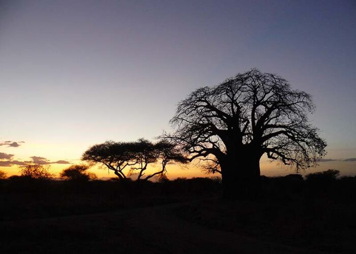 Sonnenuntergang mit Affenbrotbaum