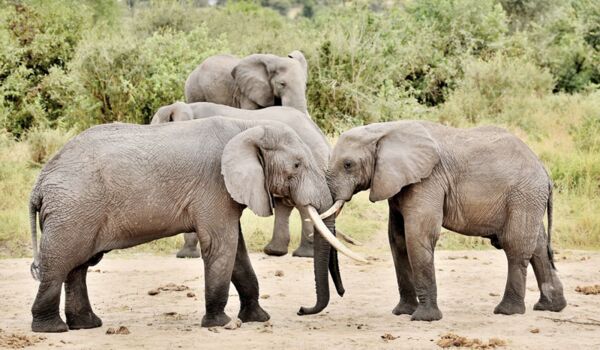 Auf geführter Elefantenpirsch im Tarangire Nationalpark