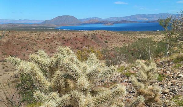 Trekking Baja California – Kakteenlandschaft und Meer