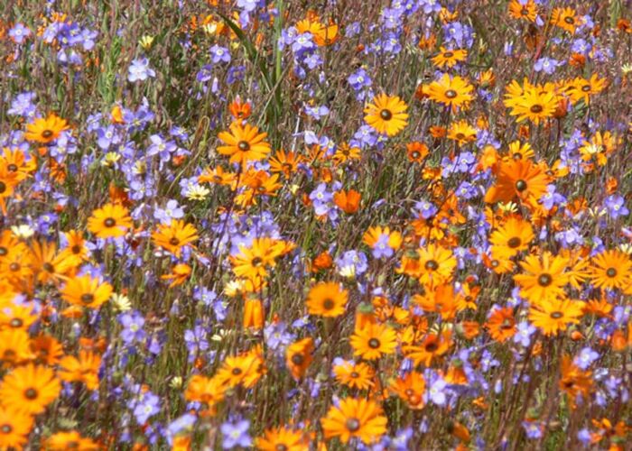 Die beste Reisezeit um die Blumenblüte im Namaqualand zu erleben ist im August und September