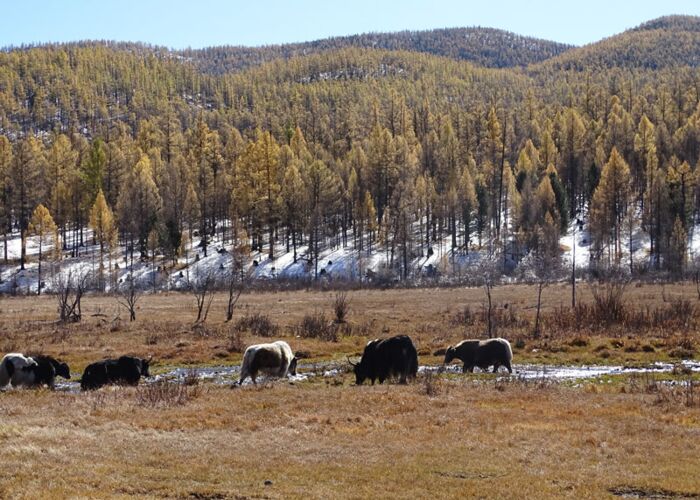 Die Yaks sind ein wichtiger Teil der Lebensgrundlage für die Menschen in der Mongolei, sie liefern Milch, Fleisch, Leder, Haar und Wolle.