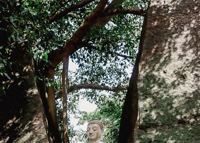Buddha Statue - Sri Lanka ist ein Land der Tempel, Klöster, Moscheen und Statuen.